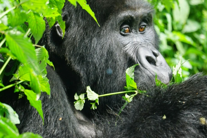 a monkey eating leaves